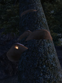 Tinder Polypore