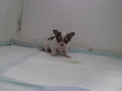 チワワ チョコタンホワイト メス 5月23日生まれ 群馬県産 | 富山