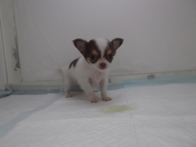 チワワ　五月人形　廃盤品 チワワ チョコタンホワイト メス 5月23日生まれ 群馬県産 | 富山