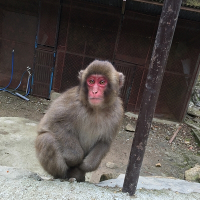申年