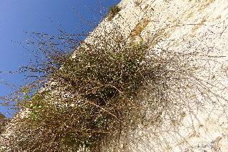 P1000483(1).JPG