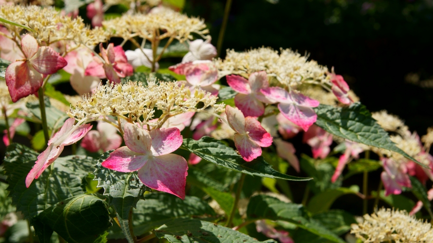 DSC01487.JPG