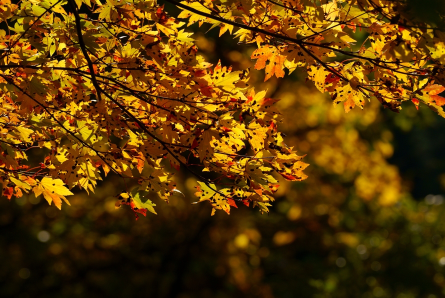 DSC03068.JPG