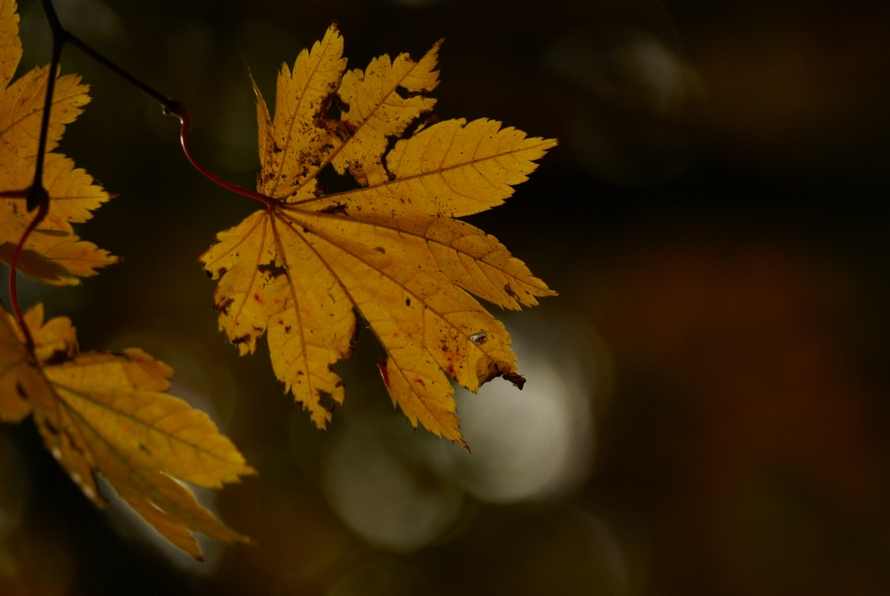DSC03103.JPG