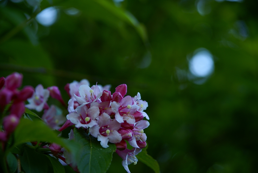 DSC07738.JPG