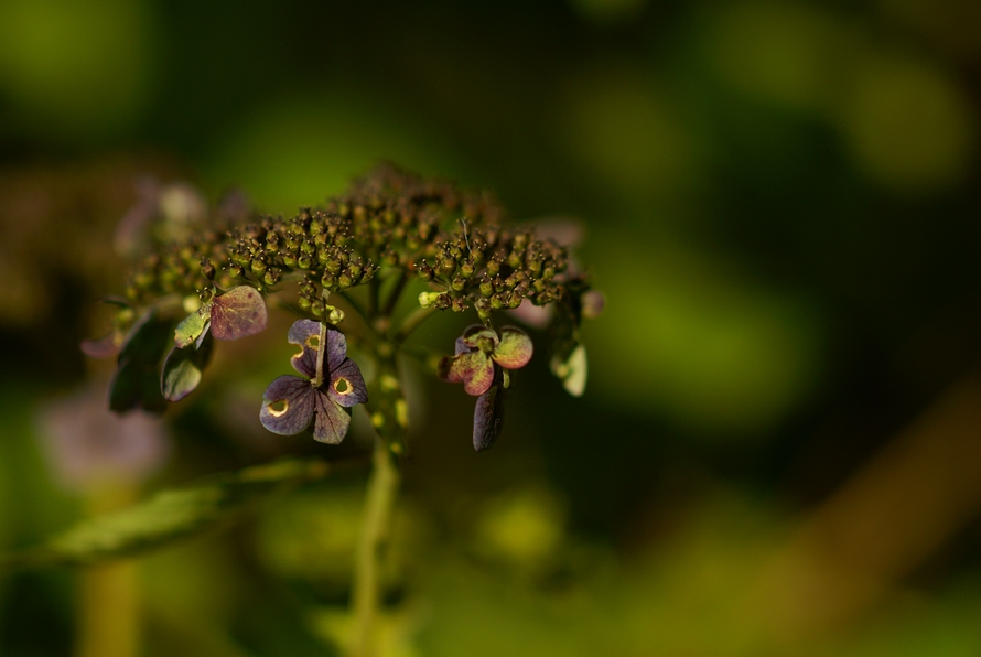 DSC08472.JPG