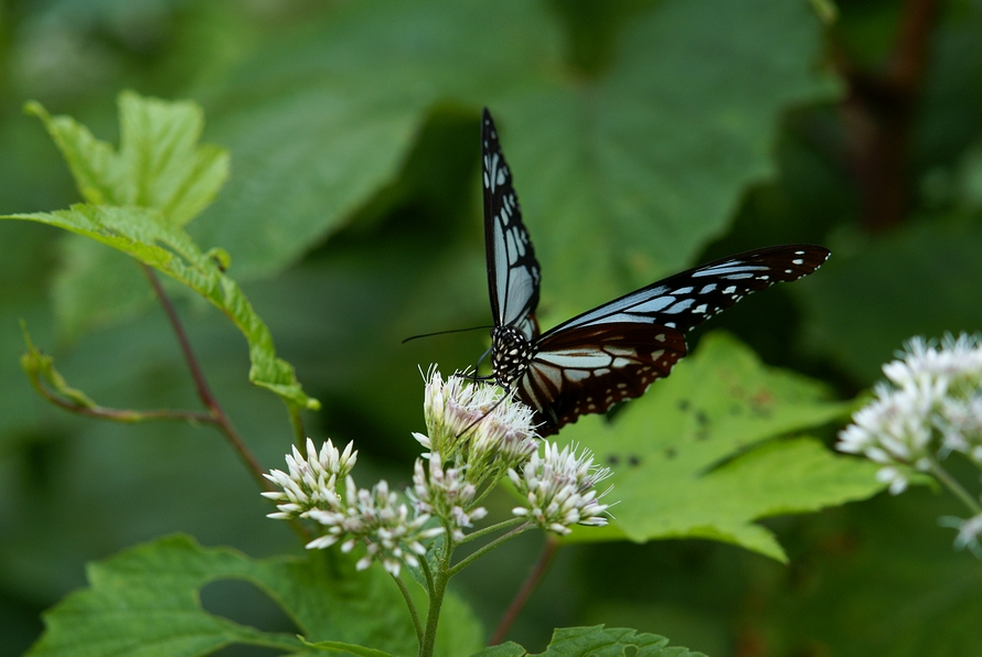 DSC08505.JPG