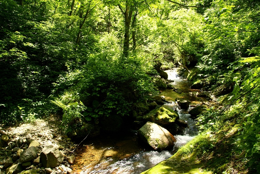DSC02674¡ÊÂÀÍÛ¸÷¡Ë.JPG