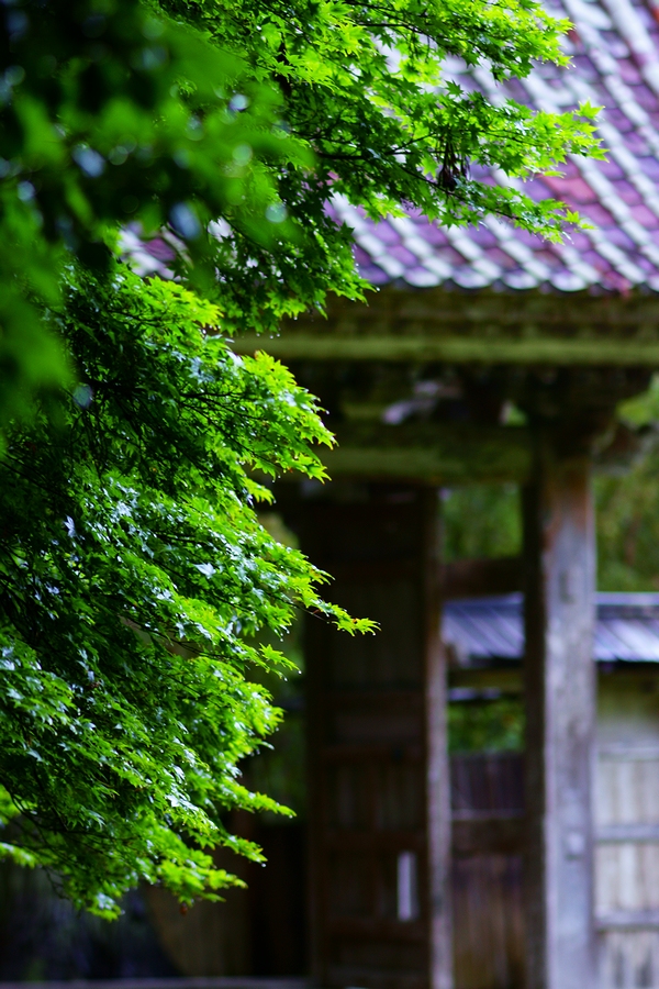 DSC08241¡ÊÆü±¢¡Ë.JPG