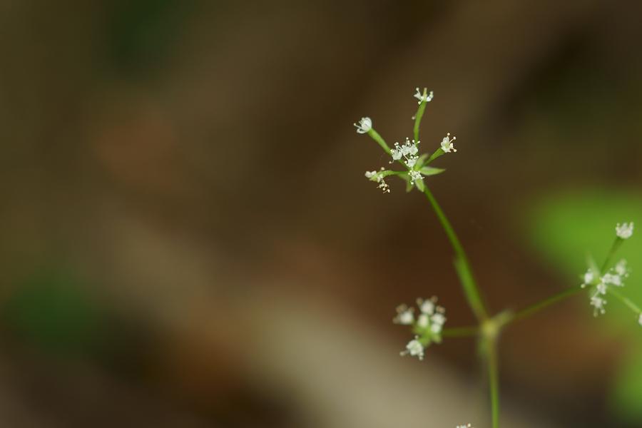 DSC00164.JPG
