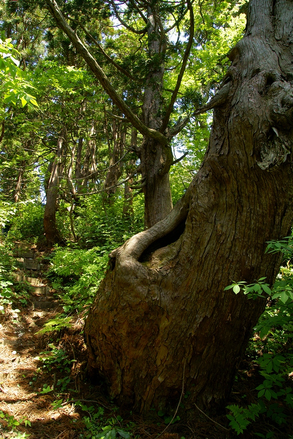 DSC09802¡ÊÂÀÍÛ¸÷¡Ë.JPG