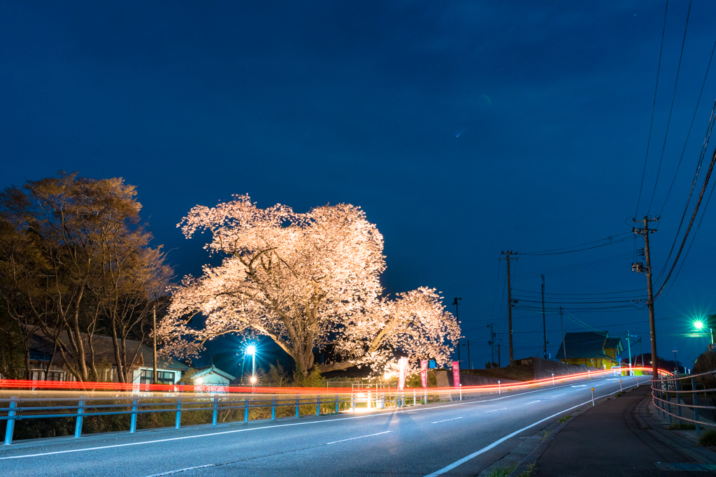 椎泊の大桜 | 佐渡の四季+α