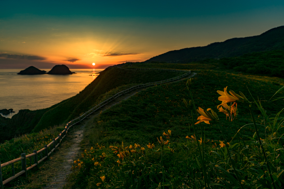 大野亀のカンゾウ ～ 満開 ～ II | 佐渡の四季+α