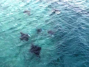 manta