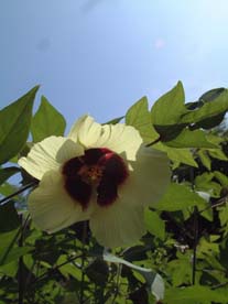 棉の花