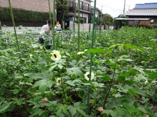 9月の畑