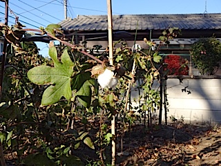 加藤家裏の畑