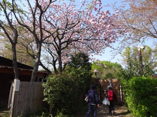 八重桜