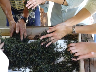 茶揉み