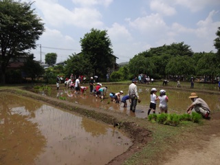 田植え
