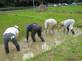 ?田んぼの草取り