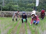 ?田んぼの草取り