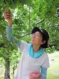 ?梅