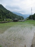 ?全景