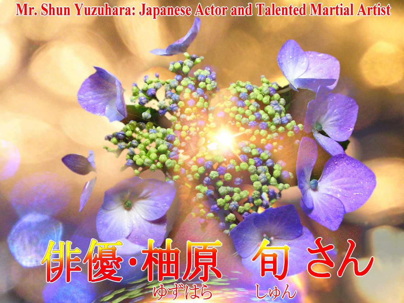 花のガクアジサイの写真