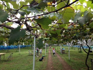 全園児遠足?.JPG