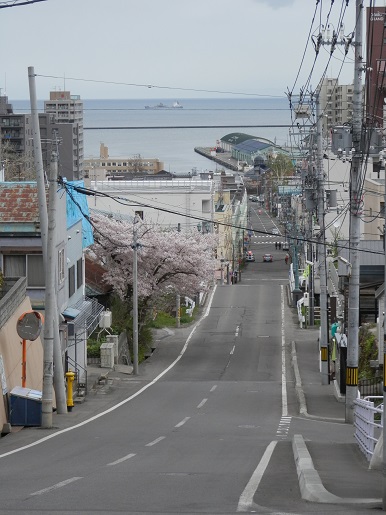 小樽駅沿線 船見坂 満開です 小樽観光案内所スタッフブログ