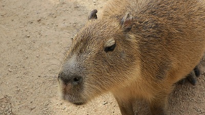 s-20180403-kenshuIMG_6909.jpg