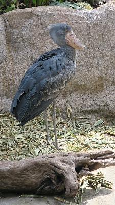 s-20180403-kenshuIMG_6924.jpg