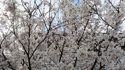 s-20190412-sakuraIMG_1302-2.jpg