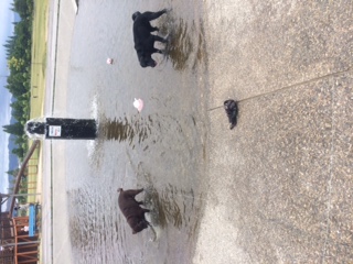 image1.jpeg