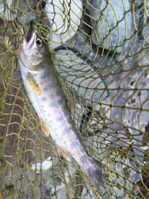 fish on ¼¯Î±