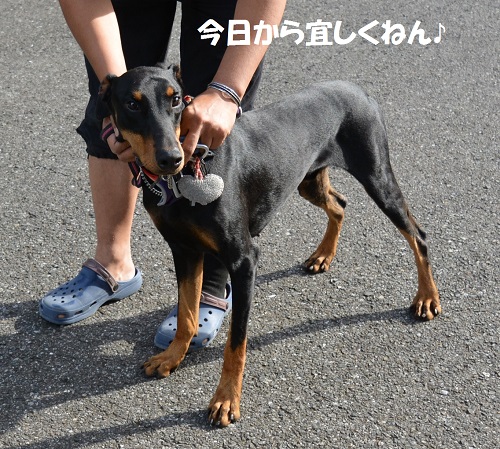 新入り可愛いドーベルマン お犬様との生活