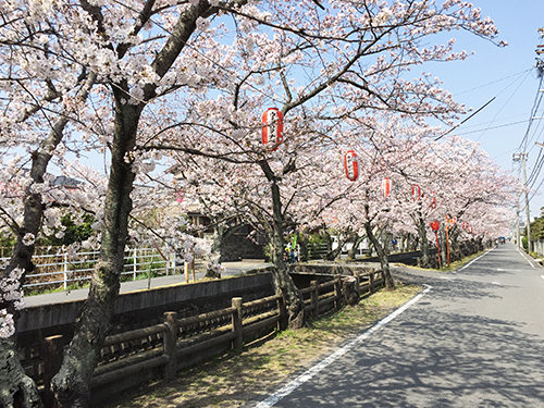 十四川桜02