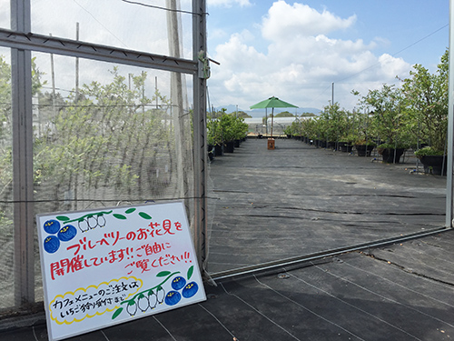 愛成ベリー ブルーベリー園