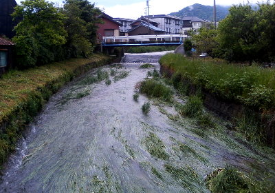 増水する西田川(清田町橋詰)