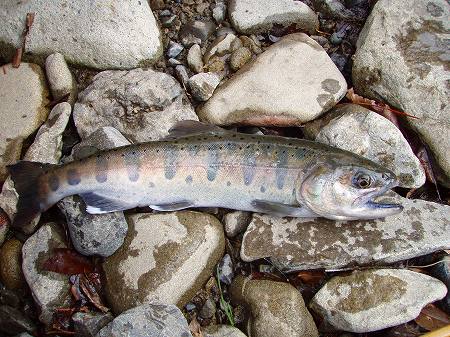 流れの中から食いついた、みつの山女