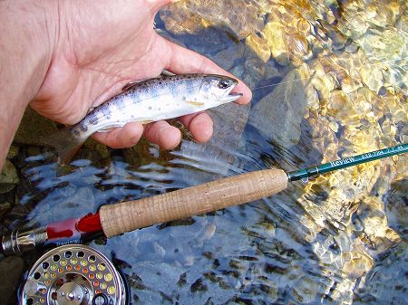 旦那が釣った山女