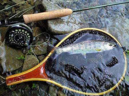 旦那の釣った山女