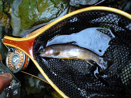 サビサビ岩魚くん
