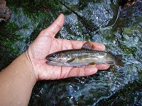 岩魚