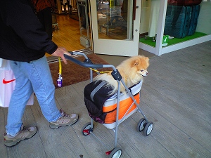 幸太と買い物中