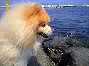 幸太、海に怖がっていた