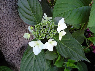 紫陽花は、まだ満開じゃなかった