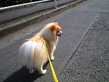 幸太は散歩