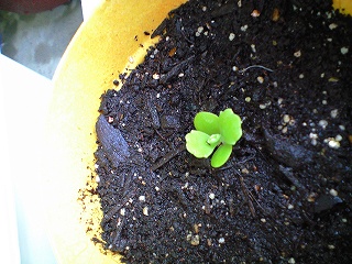植え変えてあげました(v^ー゚)
